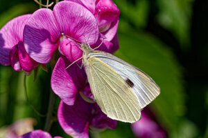 Schmetterling