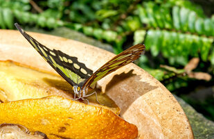 Schmetterlingsschau Chemnitz